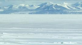 Pingüino símbolo cultural de una generación en redes sociales