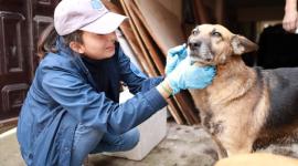 El curso pretende desarrollar competencias básicas para identificar y actuar ante situaciones de emergencia en animales de compañía.