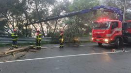 El Cuerpo de Bomberos de Quito acudió a retirar un árbol caído en la avenida Simón Bolívar.