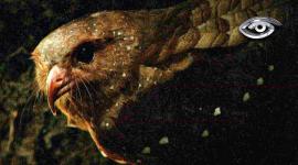 Will Smith volvió a ponerlos en el centro de la atención con su último proyecto “De polo a polo”, pero la historia empezó mucho antes. Estas aves nocturnas y las cavernas donde habitan arrastran mitos, expediciones y algunas preguntas sin respuestas. No existe una sola Cueva de los Tayos.  En este reportaje entramos a dos: una famosa por sus leyendas y otra menos conocida, donde los tayos siguen viviendo bajo tierra.