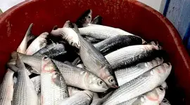 Lisa, un tipo de pez muy consumido en la costa de Ecuador