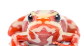 Fotografía cedida por Puce-Bioweb que muestra a la rana Epipedobates anthonyi.