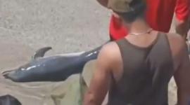 Ciudadanos rodean a un delfín varado en la Playa de Crucita, en Manabí, mientras manipulan al animal en la orilla durante el feriado.