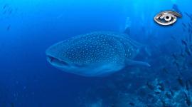 El tiburón ballena, el pez más grande del planeta, recorre el océano Pacífico sin representar una amenaza y con un papel clave en el equilibrio marino. Cada año aparece en las islas Galápagos, donde la ciencia sigue sus rutas y comportamiento.