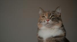 ¿Ariscos o incomprendidos? mitos comunes sobre los gatos