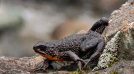 El jambato, conocido científicamente como Atelopus ignescens, tiene un peligro crítico de extinción