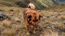 Jachi fue conocido por acompañar al niño Lucas Campaña mientras estuvo extraviado en el cerro Puñay.