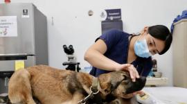 En el marco del Día Mundial de la Esterilización Animal que se celebra el último martes.