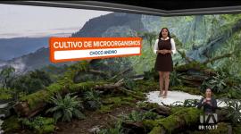 Los microorganismos a pesar de su tamaño cumplen una función importante en esta zona del país desde regenerar el suelo hasta reciclar nutrientes. Un reportaje de Nathalie Jiménez
