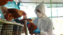 La gripe aviar es una enfermedad viral contagiosa que afecta principalmente a aves silvestres y domésticas.