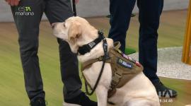 'Samai' es un perro estadounidense que tiene la habilidad de rastrear objetos o dispositivos electrónicos y en esTAmñana lo pusimos a prueba.