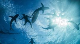 Tiburones nadan junto a buzos en el océano (imagen referencial)