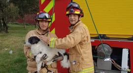 Los Bomberos de Cuenca ayudaron a Chispita a volver a su hogar.