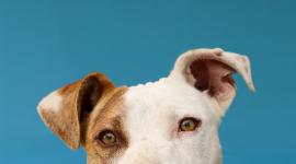 perritos rescatado buscan un hogar en Quito