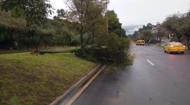 Un árbol cayó sobre la vía en el sector La Delicia, la mañana de este martes 10 de marzo.