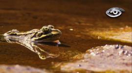 Ecuador vuelve a sorprender: científicos identificaron 84 nuevas especies de plantas y animales, un hallazgo que confirma por qué el país está entre los más biodiversos del planeta y que aún hay mucho por descubrir.