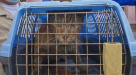 Un gato fue rescatado en el edificio Multicomercio luego de permanecer atrapado un mes tras incendio.