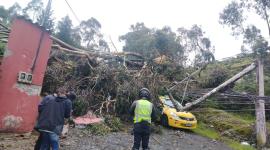Un taxi resultó afectado tras la caída de un árbol y un poste en Quito.