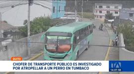 La Unidad de Bienestar Animal inició el proceso contra el conductor de transporte público, quien podría pagar una multa de hasta USD 4.600. Un reportaje de Natalie Jiménez
