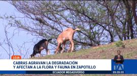 Investigadores de la UTPL analizan el impacto del pastoreo de cabras en la desetificación del suelo en diferentes bosques de la zona de Zapotillo. Un reportaje de Nathalie Jiménez