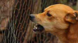 Perro abandonado atacó a un menor en barrio de San Roque