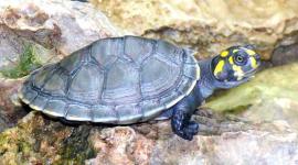 2 000 crías de tortugas taricayas fueron liberadas en el amazónico río Putumayo