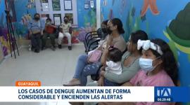 Guayaquil registra un promedio de 12 casos diarios de dengue. El aumento sostenido de contagios pone en alerta a las autoridades de salud. Un reportaje de Ever Moreira