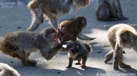 Punch, el pequeño macaco que busca consuelo en un peluche