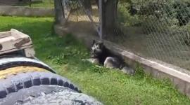 Cuatro perros fueron desalojados de un centro comercial en Sangolquí.