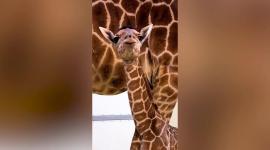 Jirafa bebé de cuatro semanas de edad que vive en Toledo, Ohio.