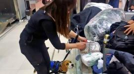 Foto referencial de un perro de raza beagle mientras realiza sus inspecciones a los equipajes de los viajeros en los aeropuertos de Estados Unidos.