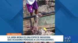 Pescadores artesanales de Esmeraldas reportan pérdidas en sus capturas por la presencia de esta especie que provoca un alza en el precio del camarón. Un reportaje de Sofía Weir