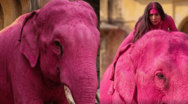 Elefante pintado de rosa para sesión fotográfica muere y desata investigación por maltrato animal.