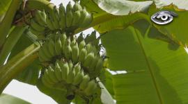 Presente en las cocinas de la costa, la sierra y la Amazonía, el plátano es uno de los ingredientes más versátiles de la cocina ecuatoriana. Exploramos sus principales variedades: verde, maduro y orito, y cómo cada una da lugar a sabores y preparaciones distintas, desde platos tradicionales hasta propuestas más contemporáneas.