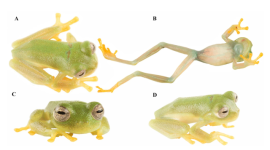 Una nueva rana de cristal fue descubierta en la reserva El Quimi, en Ecuador.