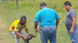 La difusión de estas imágenes reabre el debate sobre la protección de especies y el control frente al maltrato animal en carreteras del país.