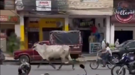 Una vaca escapó y causó caos en Quevedo, provincia de Los Ríos.