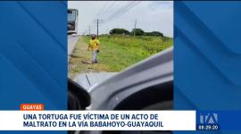 Un video en redes muestra maltrato hacia una tortuga. Ciudadanos exigen identificar a los responsables del acto. Un reportaje de Catalina García