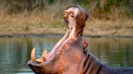 El Gobierno de Colombia anunció un plan que incluye la eutanasia a por lo menos 80 hipopótamos.