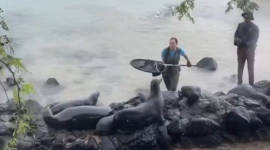Salvan a un lobo marino con un anzuelo incrustado en el hocico