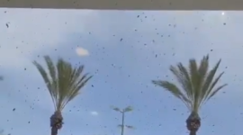 El hecho evidencia cómo fenómenos naturales pueden alterar la vida urbana y obligar a activar protocolos de emergencia.