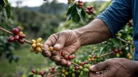En diferentes provincias del país se cultiva y cosecha café.