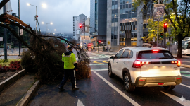 La rama de un árbol cayó en la av. Patria y av. Amazonas, en el norte de Quito.