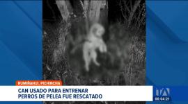 Fundación Lucky intervino en un caso de crueldad animal; el can presenta heridas graves tras ser utilizado como "carnada" para entrenar perros de pelea. Un reportaje de Mishell Villacis
