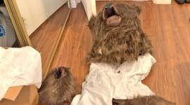 El disfraz de oso que supuestamente utilizaron los detenidos en California para simular ataques a coches de lujo para cobrar el seguro.