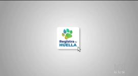 La app "Registra tu Huella"   busca frenar la informalidad en la atención a mascotas. El registro es obligatorio tanto para veterinarios y establecimientos. Un reportaje de Mishell Villacís