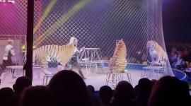 El hecho reabre el debate sobre las condiciones de seguridad en espectáculos con animales salvajes.