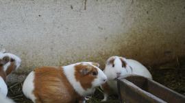 La suspensión de venta de cuyes y conejos en Ambato deja hasta el momento un fuerte pérdida económica.