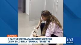 Un nuevo caso de crueldad animal se registró en la terminal terrestre. El abandono de mascotas experimenta un  incremento este año. Un reportaje de Camila Guevara