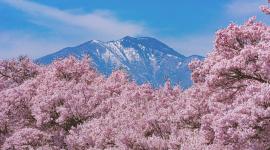 Japón vuelve a teñirse de rosa con una de sus postales más famosas: la temporada de sakura